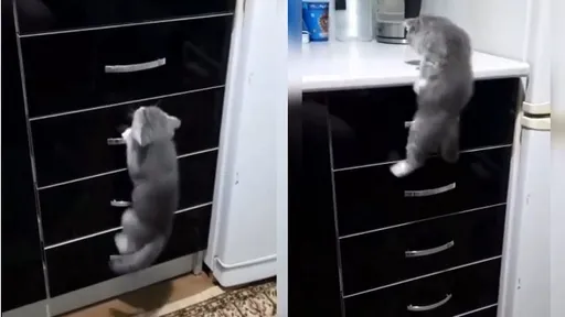 好奇心害慘喵星人?爬高處手一滑 一招空中轉身精彩落地