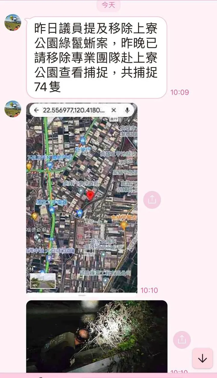 邱于軒議員向高市府反映上寮幼兒園附近有綠鬣蜥，高市府人員回報一晚即抓到74隻。翻攝臉書大寮543（大寮、林園、鳳山）