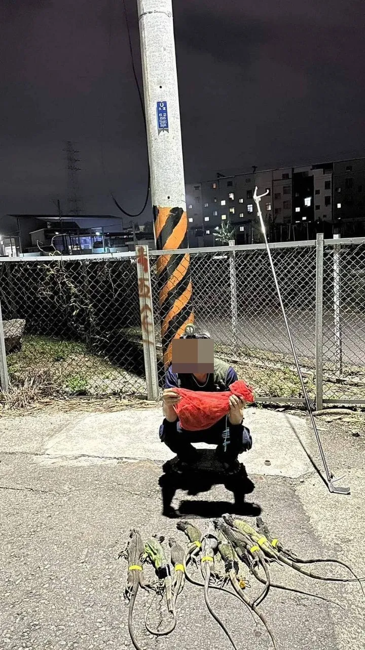 高市府委託專業團體捕捉綠鬣蜥。翻攝臉書大寮543（大寮、林園、鳳山）