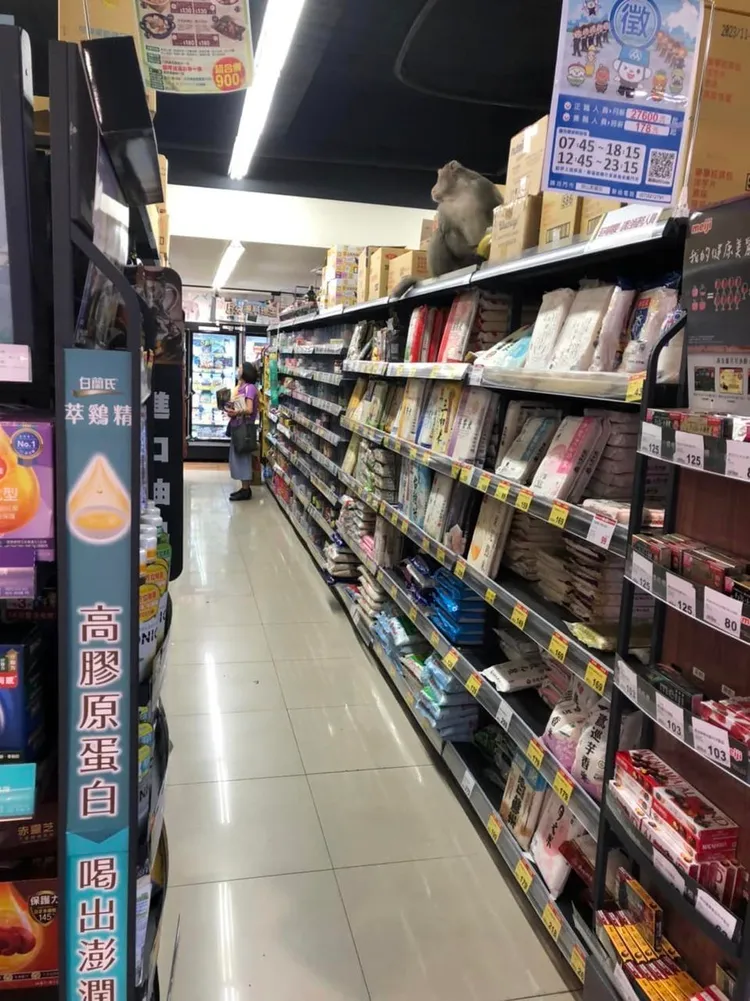 有網友PO出有猴子在柴山附近的全聯超市貨架上。讀者提供