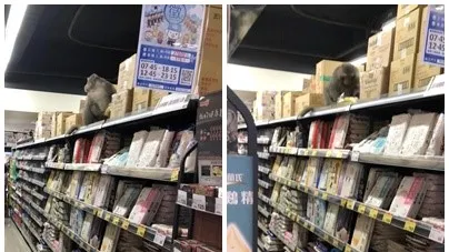 週四逛超市!柴山猴子出沒全聯貨架 網笑了:吃完就會去支援收銀