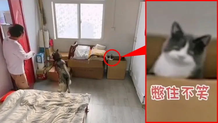飼主誤以為是留在房內的狗推倒電視，對牠出聲喝斥，此時貓咪探頭出箱子，彷彿還露出微笑。翻攝自微博
