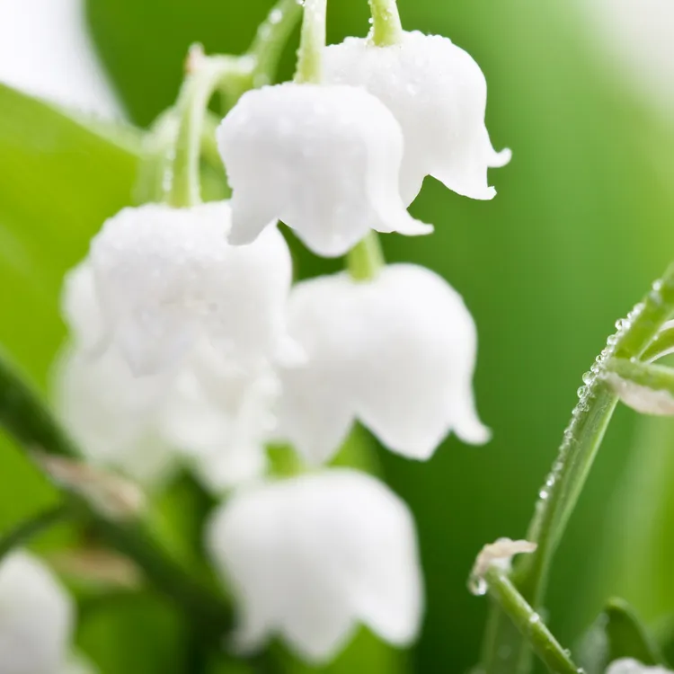 由於鈴蘭花型嬌小又脆弱，無法以天然方式萃取，蜜葳特是使用了10種天然植物精華油調配出近似於鈴蘭的香味。品牌提供