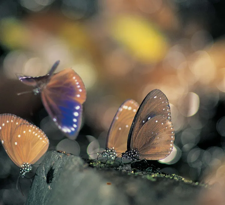詹家龍導演分享《消失的紫斑蝶》片名中的「消失」一詞，並不代表「絕種」，用「離開」一詞解釋才更貼切。牽猴子提供