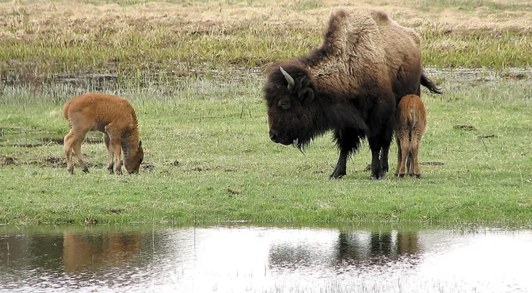 北美野牛成長後體重可達9百公斤，奔跑時速可達55公里，接近人類可能造成危險。資料照片