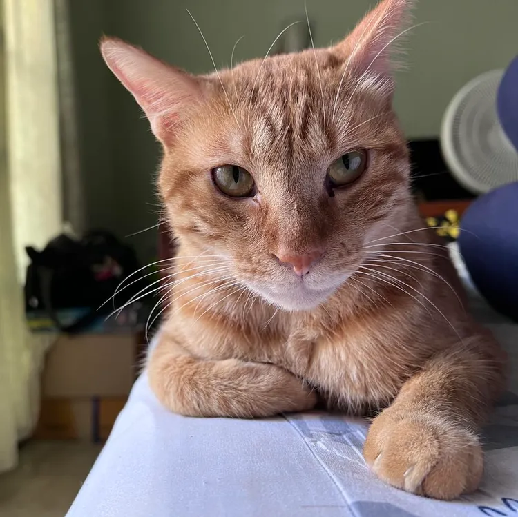 統神愛貓陳橘。取自統神臉書