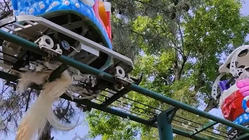 白孔雀「臥軌」遭孩童乘車不斷輾壓慘死 原因竟是人類對牠這樣幹