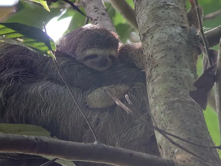 樹獺外型像水獺，常在樹上長時間不移動。翻攝推特@crocodilebay