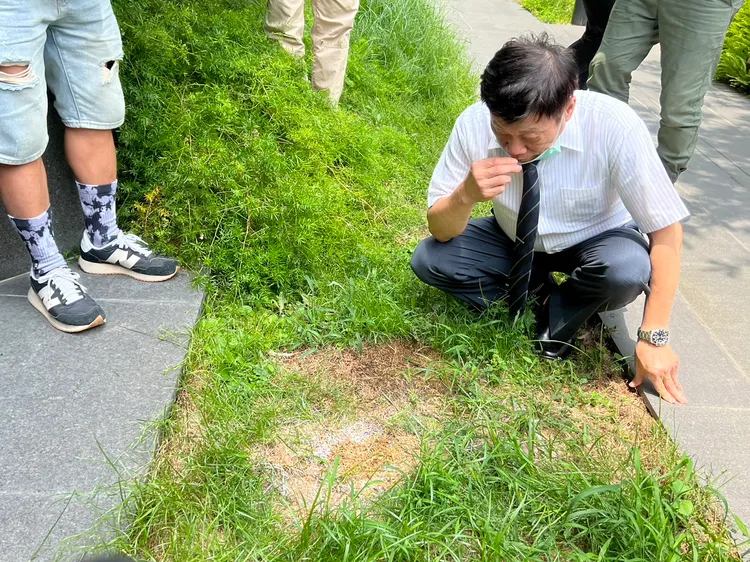 高大成拔起死者陳屍處的草，聞看看是否有異味。鮮明攝