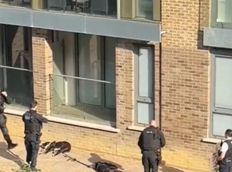 警方當場槍殺了2條狗狗。翻攝twitter/eastlondonPoplarCommercialRoad