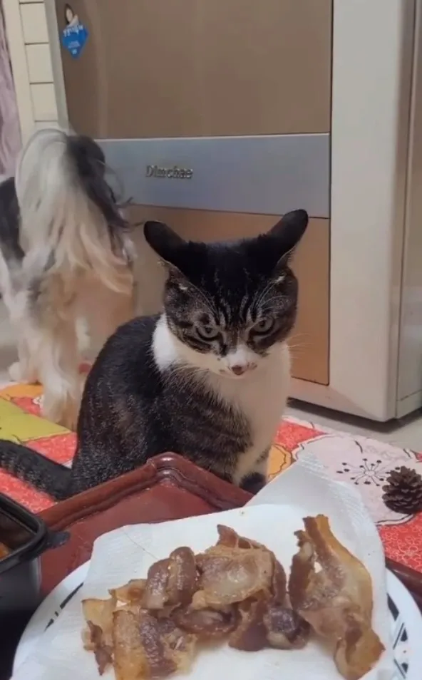 先離開免得主人以為是偶偷吃。IG @miiyav_tv 提供