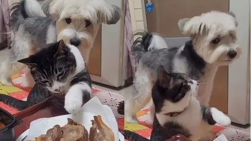 喵皇偷吃菜！汪星人當抓扒子　背叛的下場慘了