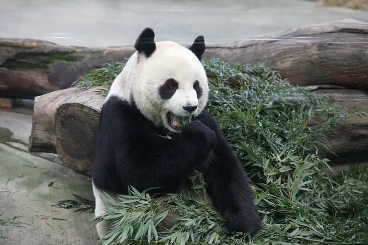 大貓熊家族是動物園內的明星。資料照