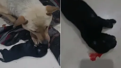 你咬我1口、我殺你4子 工人報復浪浪!踩虐幼犬釀4死2重傷