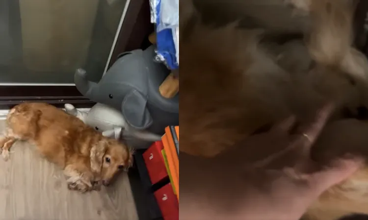 小甜甜曝光愛犬現況。翻攝小甜甜臉書