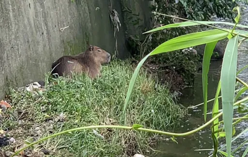 新竹「水豚君」離家出走 1隻抓到了!1隻還在享受自由