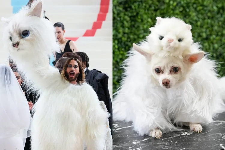 扮成貓的人（左）與扮成貓的狗。合成圖片