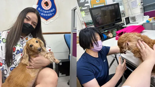 小甜甜深夜发文再度驳斥虐狗　动保处花3小时查证后给答案