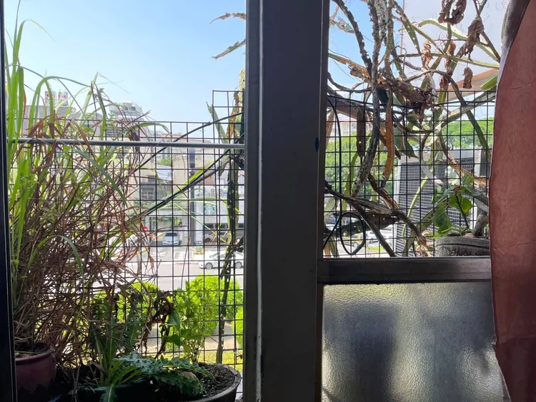 陳男用BB槍從3樓向對街的咖啡店射擊，連陽台上火龍果都有洞洞。翻攝畫面