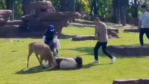 白目女遊客亂闖鹿區 反遭KO倒地「狂頂肛」