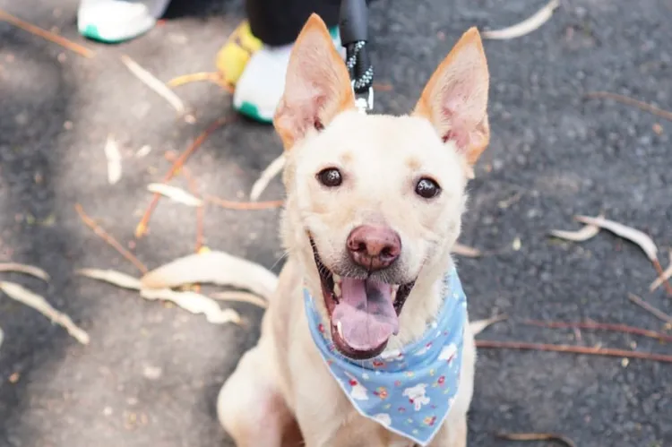 高雄市首創認養動物有30天試養期。讀者提供