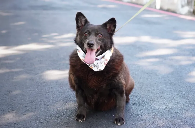 高雄市首創認養動物有30天試養期。讀者提供