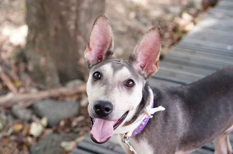 高雄市首創認養動物有30天試養期。讀者提供