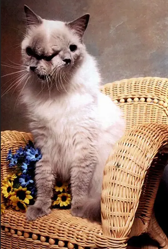 雖有兩張嘴，但一張嘴沒有功能。三隻眼睛仍只有兩隻眼睛有功能。金氏世界紀錄