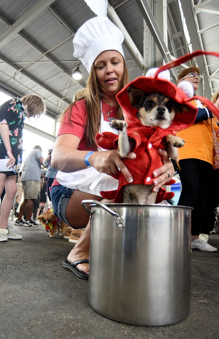 史普勞絲扮成主廚，把主子「查莉」打扮成即將下鍋的龍蝦。美聯社/Chattanooga Times Free Press