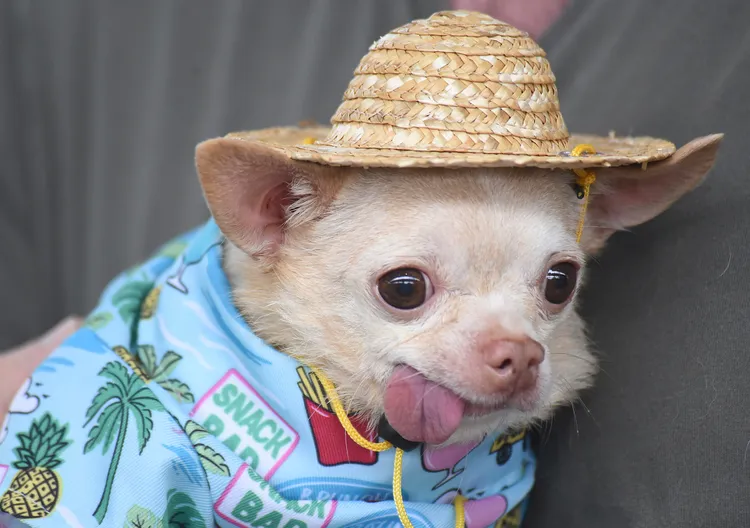 吉娃娃「洛基」參加變裝比賽。美聯社/Chattanooga Times Free Press