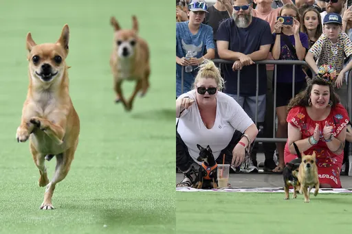 小短腿「吉」速飛奔!美國吉娃娃賽跑