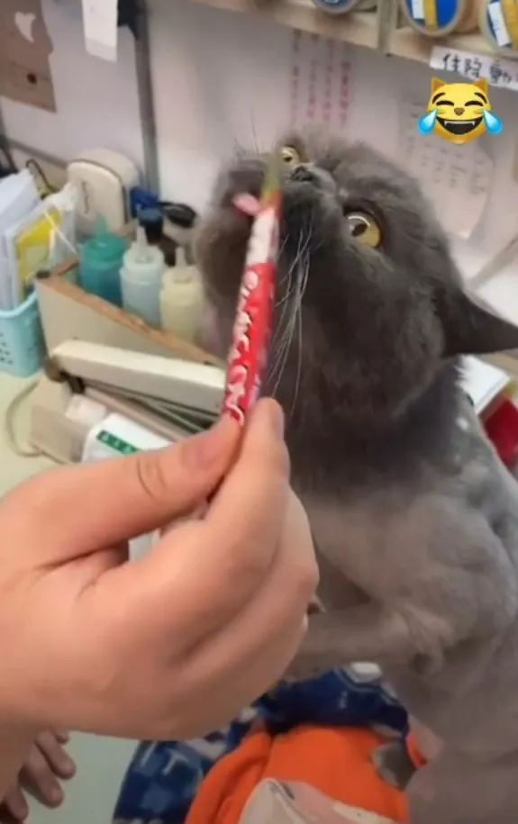 毛都被你剃光光，連吃東西還要偶站著。TikTok@powpowqqplus 提供