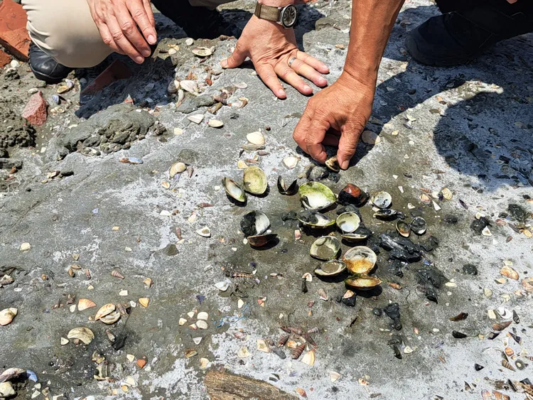 農業局初步判定受旱災影響，造成文蛤大量死亡。農業局提供