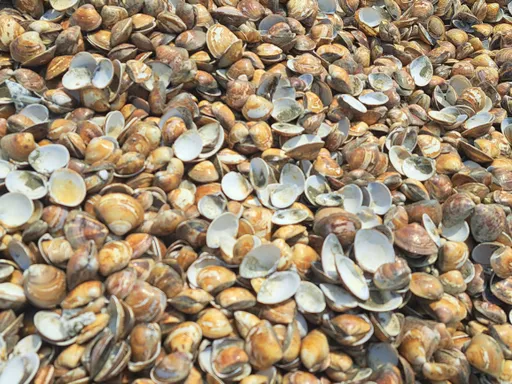 台南漁民注意!文蛤受損可辦災害救助、低利貸款 這十天開放受理