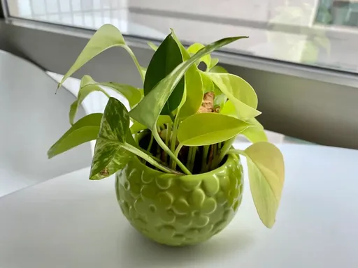 4國小生為報復竟用黃金葛汁下毒！受害生再爆「被噴滅火器」　校方回應了