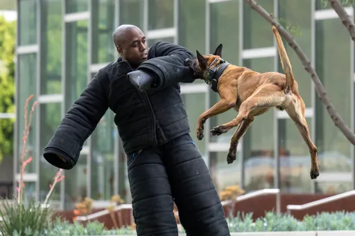 美国警犬狠角色 咬住壮汉手臂飞一圈也不放
