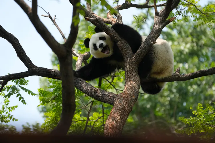 大貓熊被中國視為國寶動物。圖為北京市一間動物園的大貓熊3日在園地裡攀爬樹木。美聯社