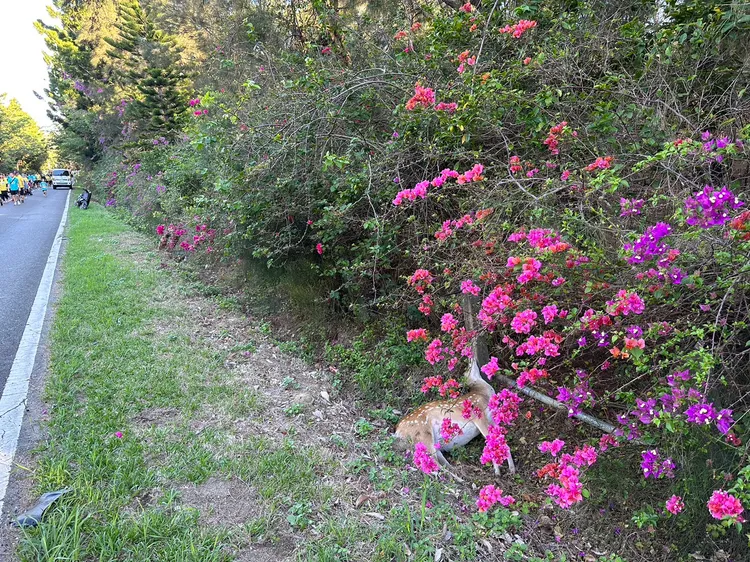 騎士酒駕深夜撞上梅花鹿。翻攝畫面