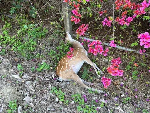 墾丁20歲男騎士無照酒駕 撞上梅花鹿摔車釀雙亡