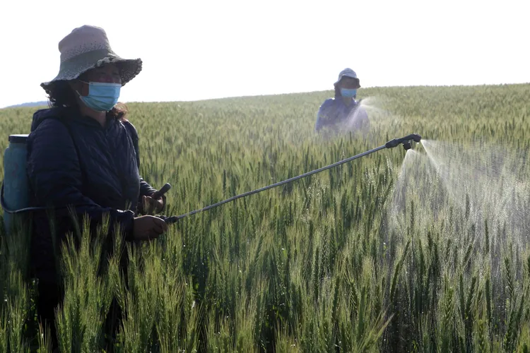 北韓農民耕作。美聯社