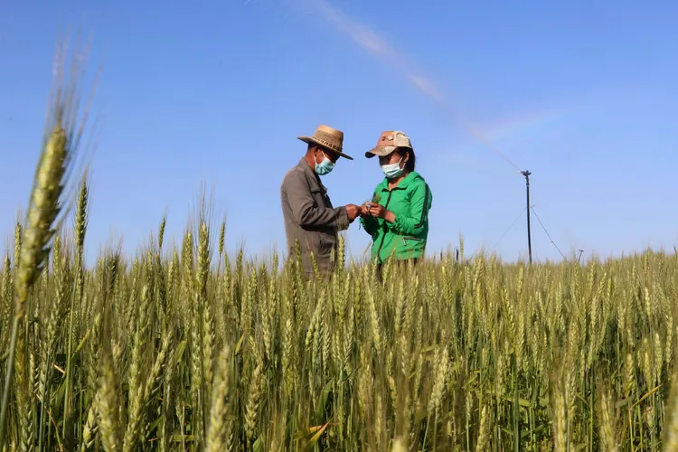 北韓農民耕作。美聯社