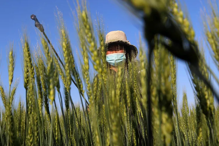 北韓農民耕作。美聯社