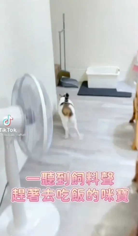 別看偶胖，跑起來還是很靈敏的。TikTok@mibao_faftat 提供