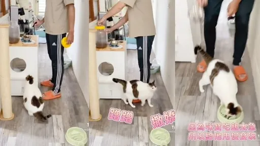 「餵那麼一點還超譯我心聲」 喵咪你說我說的對不對