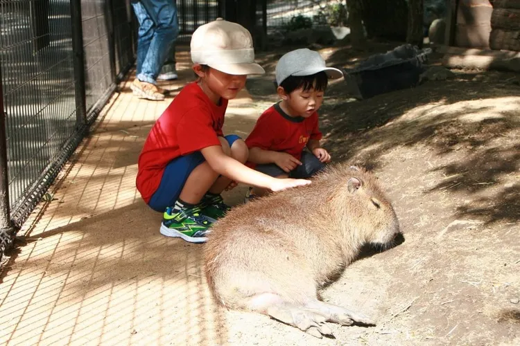 放暑假帶孩子出國，易飛網日本及泰國行程最低19,500元起，便能與動物們近距離接觸，旅展現場第二人最高再折3000元。業者提供