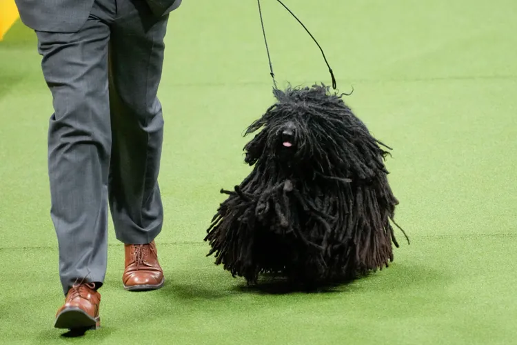 波利犬是體型較為嬌小的「拖把犬」。美聯社