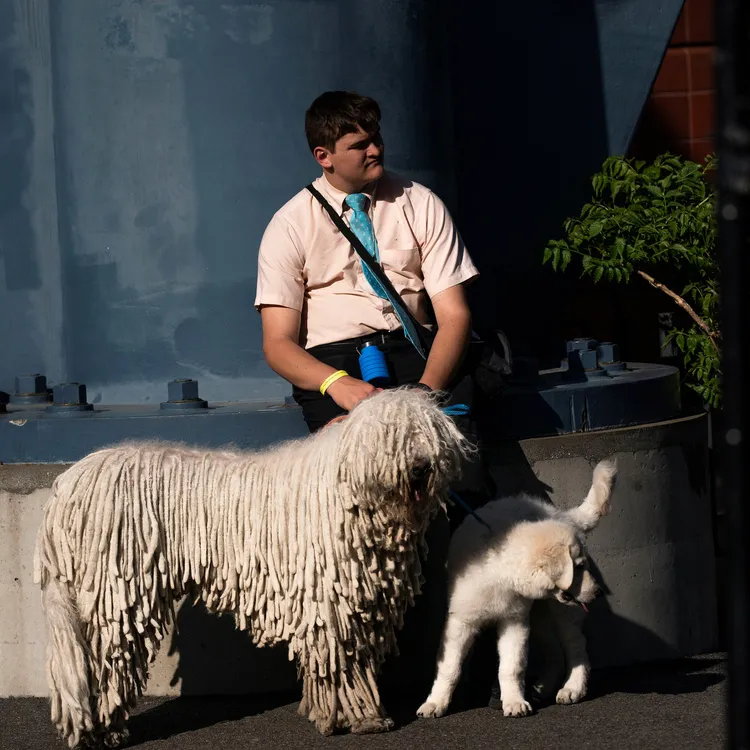 體型巨大的可蒙犬遠看像拖把。路透社
