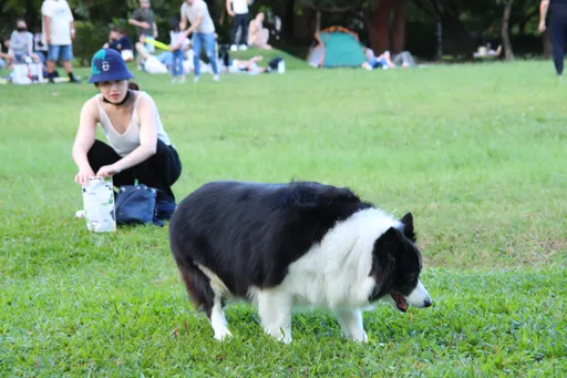 動保員可衝私領域救援！動保法修法授權　農委會甩鍋地方形同虛設