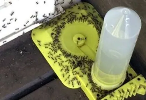 疣胸琉璃蟻入侵公園 中市府急防治!自製糖水餌劑也有效