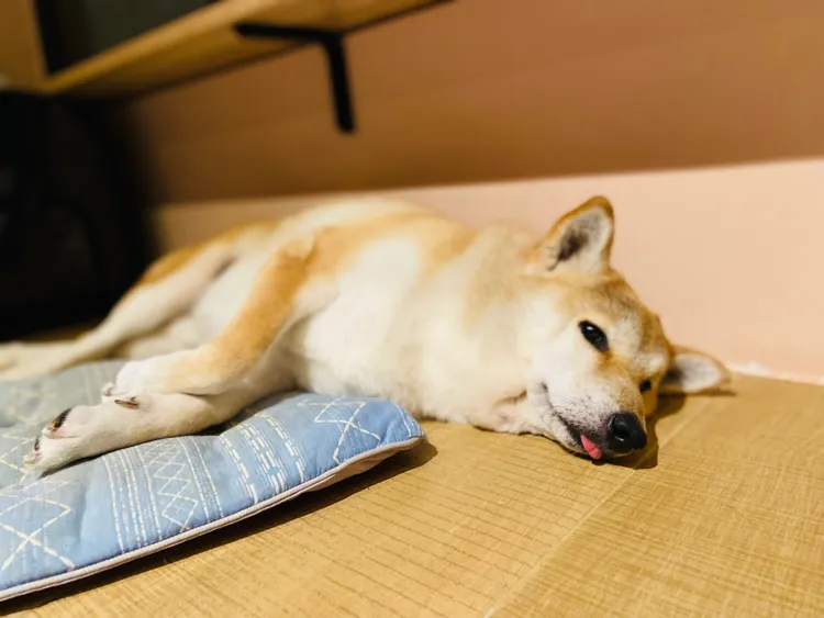 協會毛孩照片-元氣。業者提供